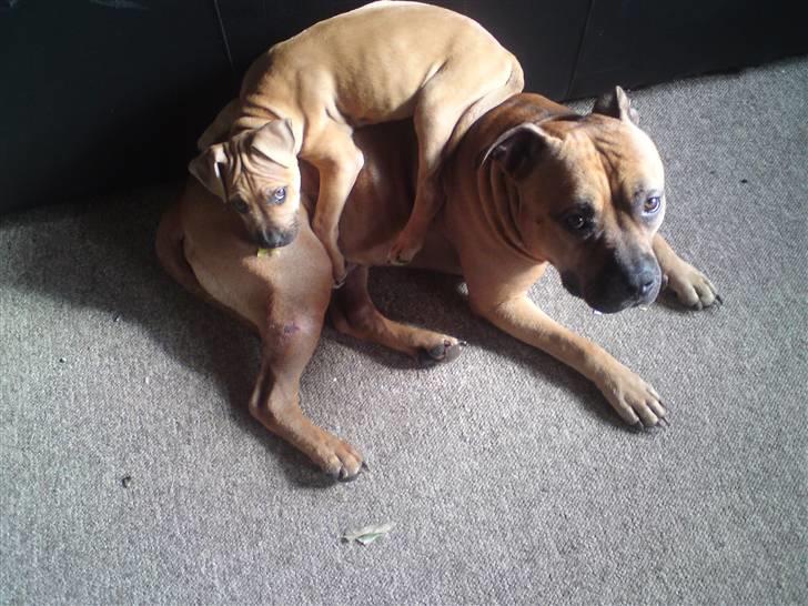 Amerikansk staffordshire terrier mini  R.I.P 15/9.10 - hej far jeg ligger mig lige her billede 11