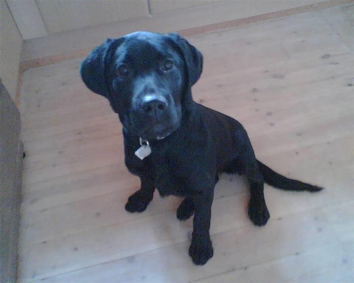 Labrador retriever Molly [himmelhund] - Kan også godt sidde pænt.. billede 6