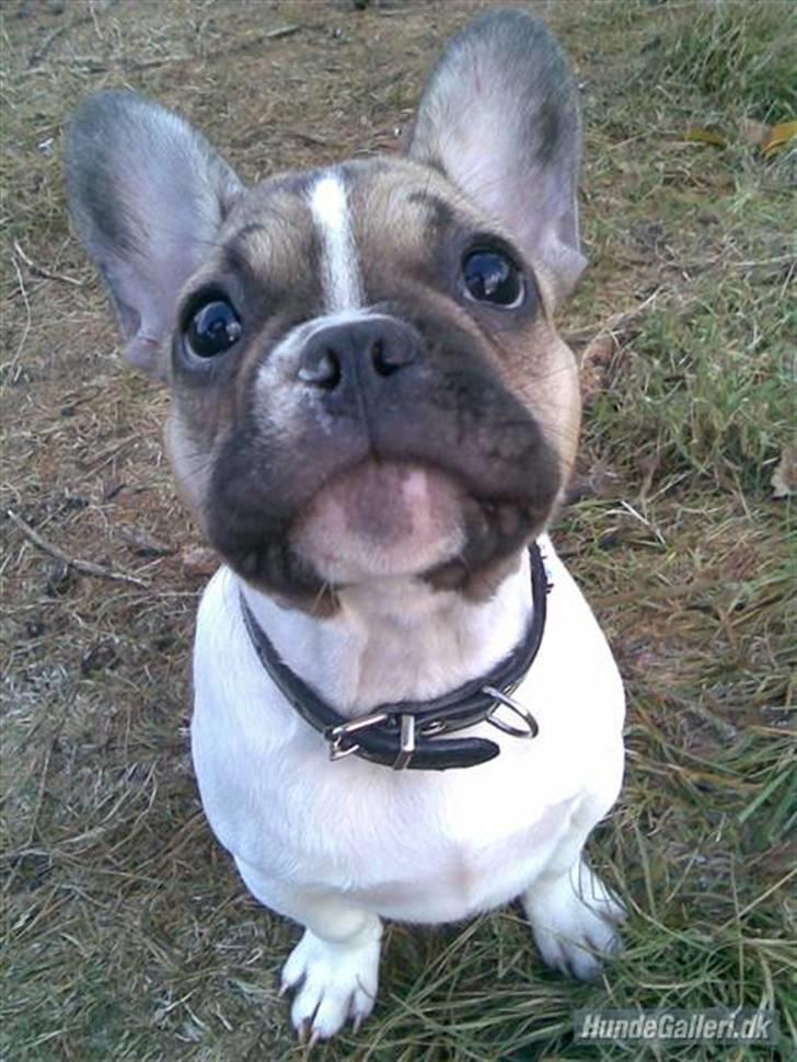Fransk bulldog Bubzi billede 11