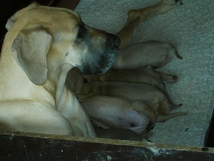 Grand danois udøbt billede 1