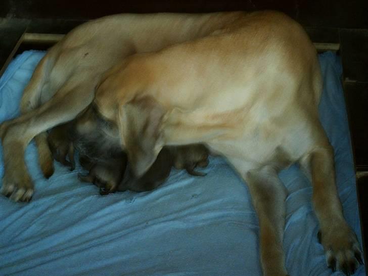 Grand danois udøbt billede 2