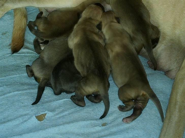 Grand danois udøbt billede 3