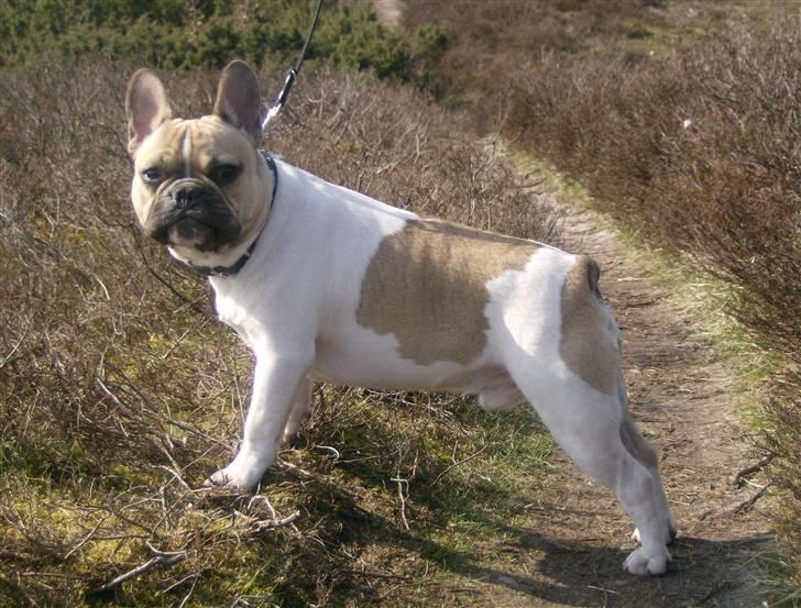 Fransk bulldog Bubzi billede 12