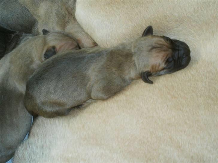 Grand danois udøbt billede 4