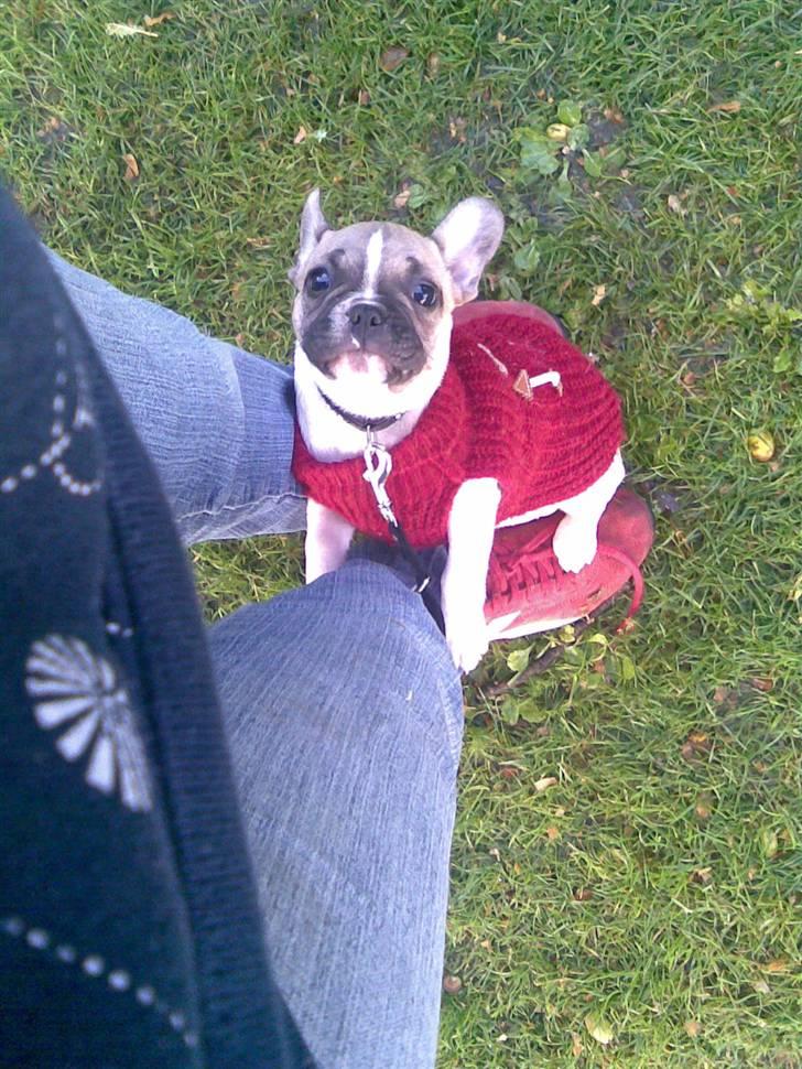 Fransk bulldog Bubzi billede 13