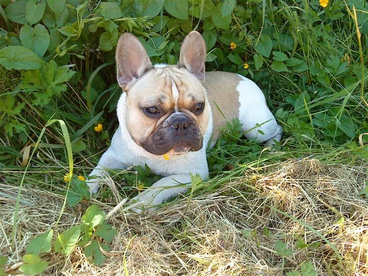 Fransk bulldog Bubzi billede 14