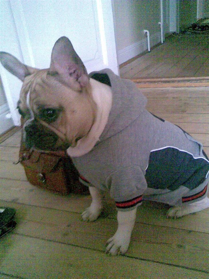 Fransk bulldog Bubzi billede 15