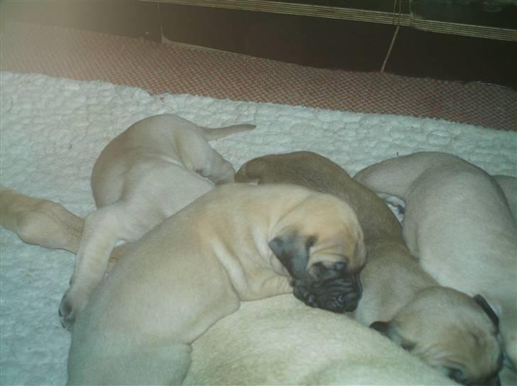 Grand danois udøbt billede 5