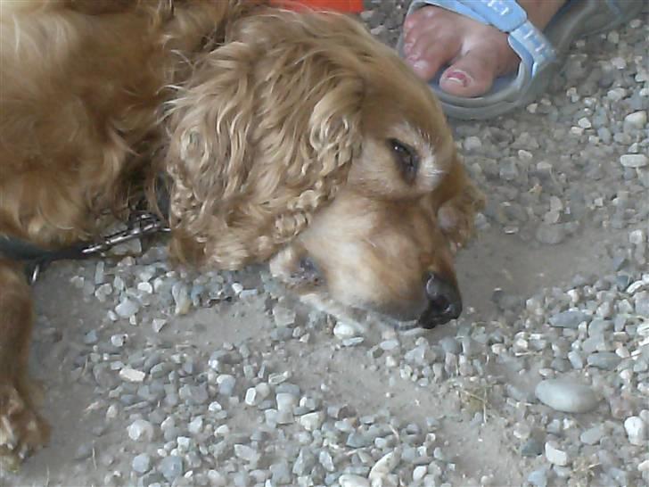 Cocker spaniel Bølle billede 11