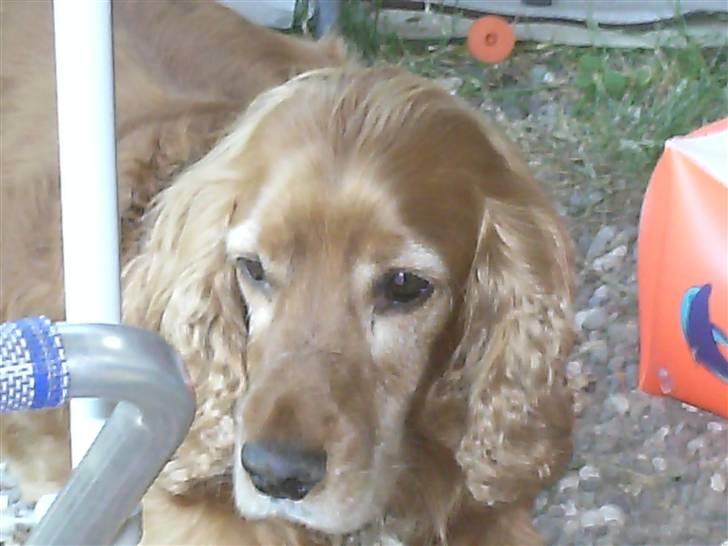 Cocker spaniel Bølle billede 12