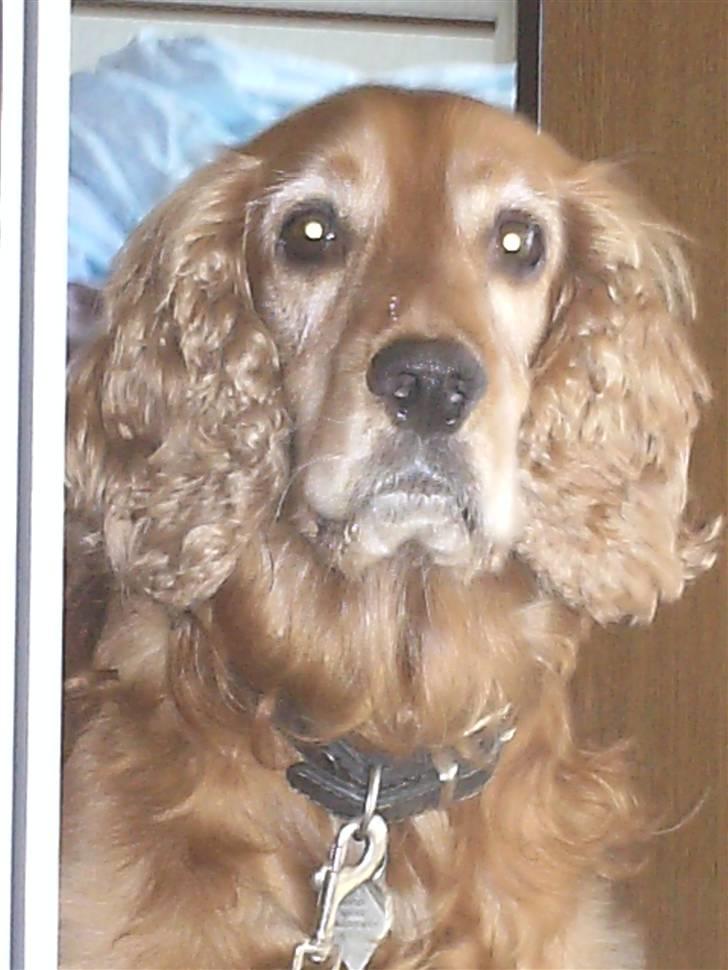 Cocker spaniel Bølle billede 13