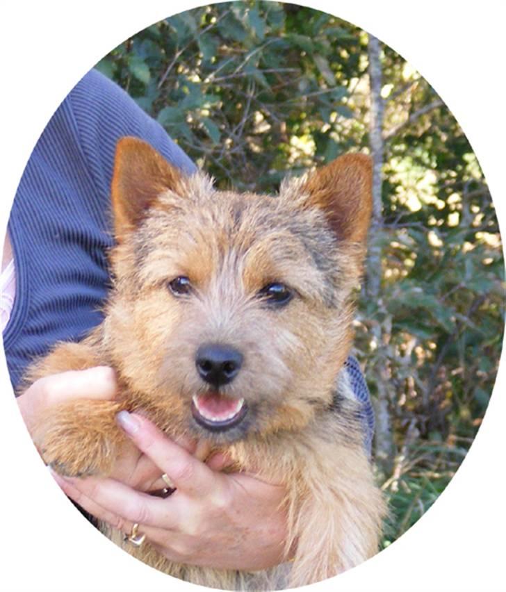 Norwich terrier Champ billede 16