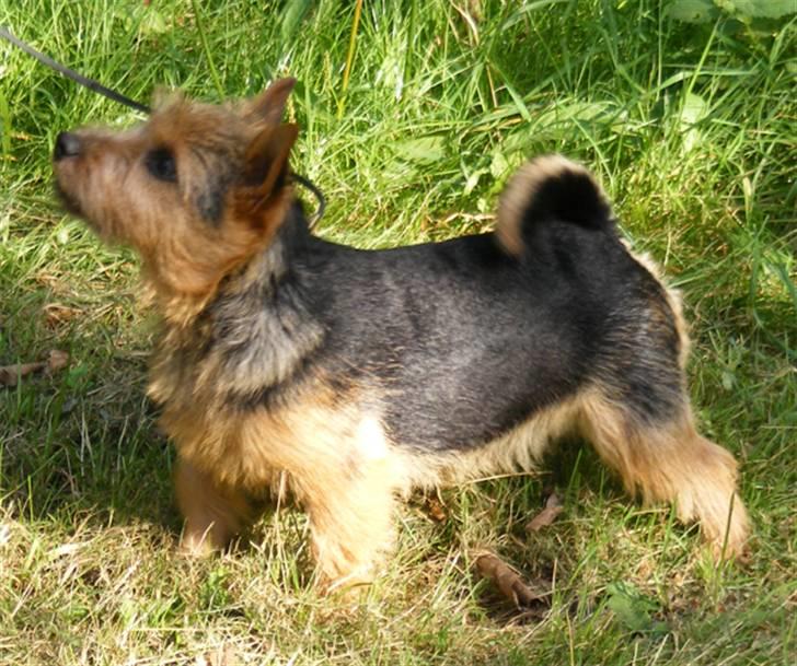 Norwich terrier Champ billede 17