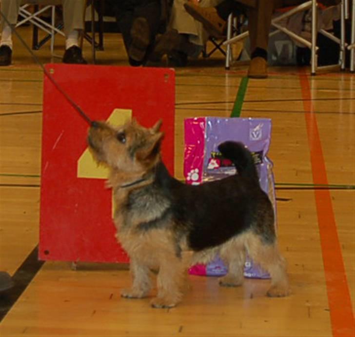 Norwich terrier Champ billede 18