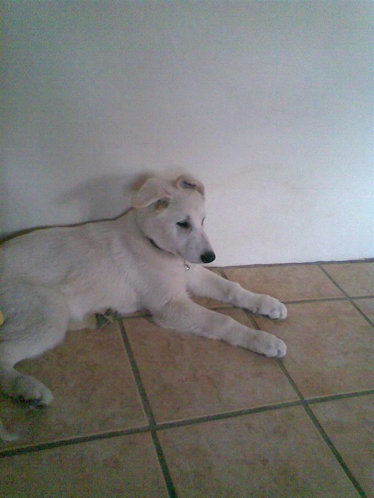 Hvid schæfer saba billede 5