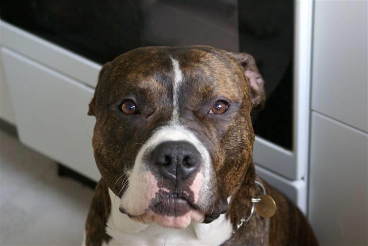 Amerikansk staffordshire terrier Kuba - Her tigger han:o) billede 6