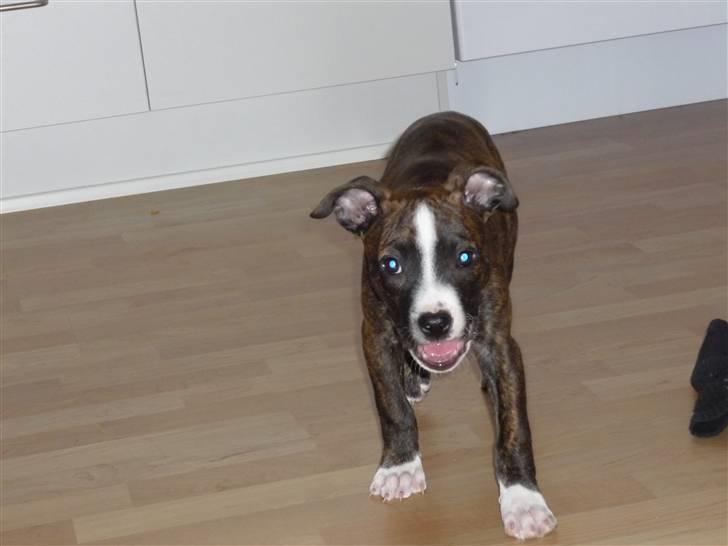 Amerikansk staffordshire terrier Belle billede 1
