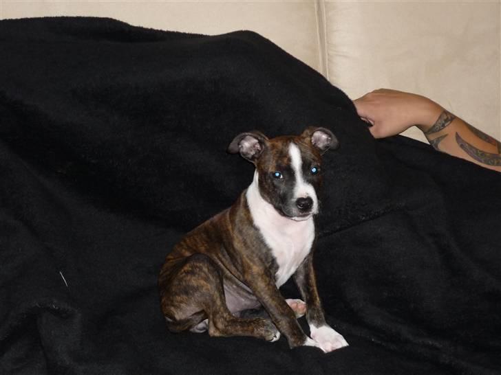 Amerikansk staffordshire terrier Belle billede 2