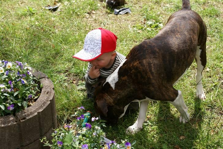 Amerikansk staffordshire terrier Kuba - Kuba sammen med patryks nevø. billede 7