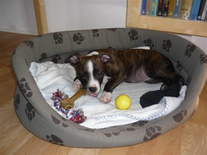 Amerikansk staffordshire terrier Belle billede 3