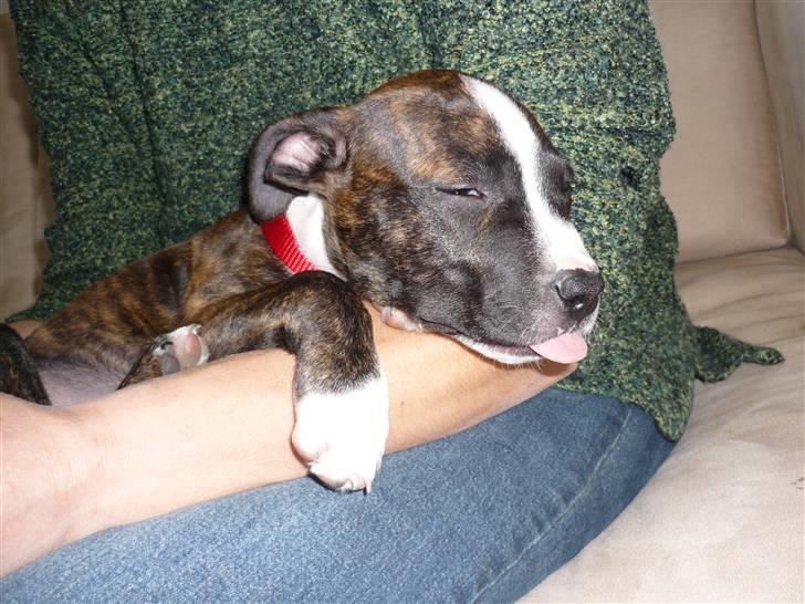 Amerikansk staffordshire terrier Belle billede 4