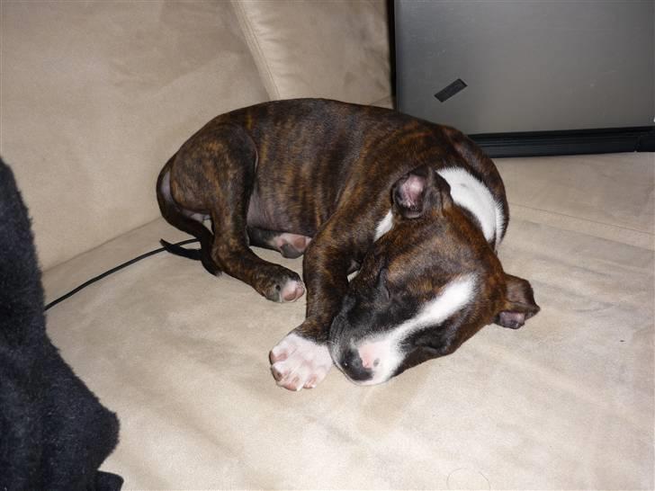 Amerikansk staffordshire terrier Belle billede 5