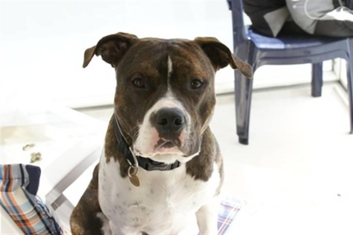 Amerikansk staffordshire terrier Kuba - Kuba på sin vagt post. billede 8