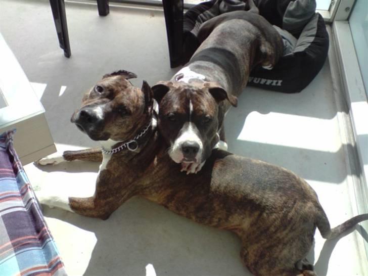 Amerikansk staffordshire terrier Kuba - Basserne hygger sig på altanen. billede 9