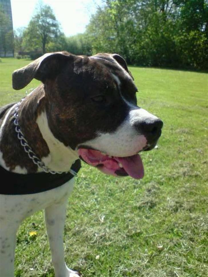 Amerikansk staffordshire terrier Kuba billede 10