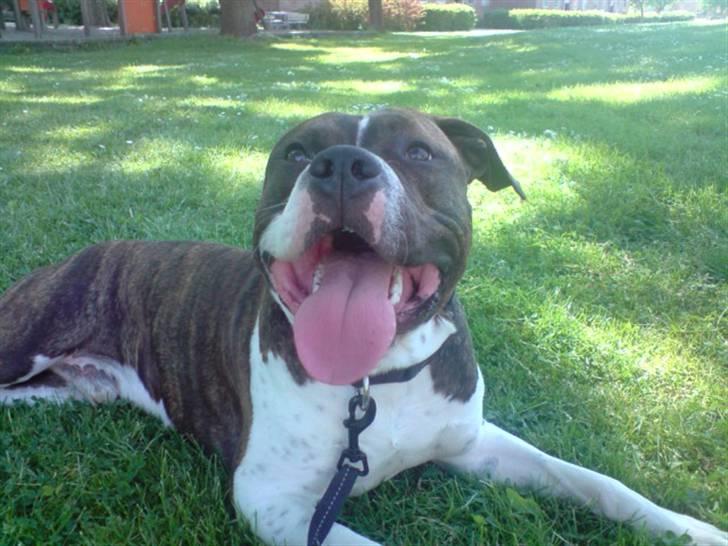 Amerikansk staffordshire terrier Kuba billede 11