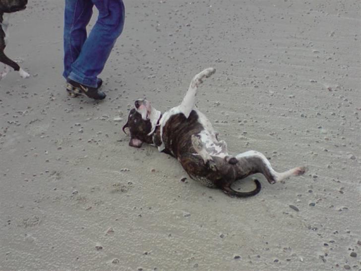 Amerikansk staffordshire terrier Kuba - Åhh det er dejligt ved vesterhavet billede 12