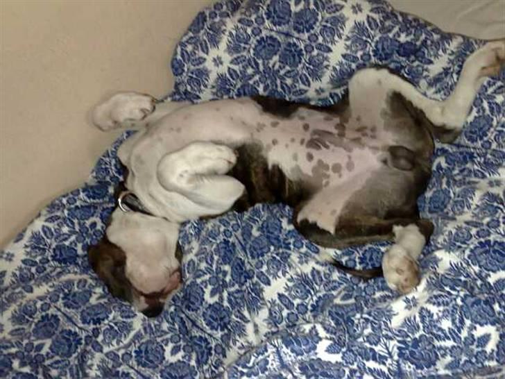 Amerikansk staffordshire terrier Kuba - Kuba ikke så gammel her, men han sover stadigvæk sån:o) billede 13