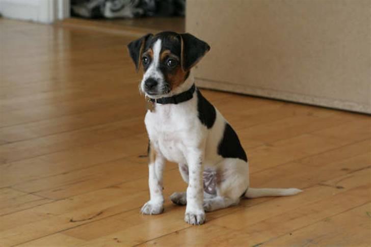 Dansk svensk gaardhund Louie billede 14