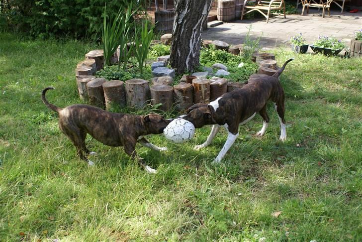 Amerikansk staffordshire terrier Kirah billede 13