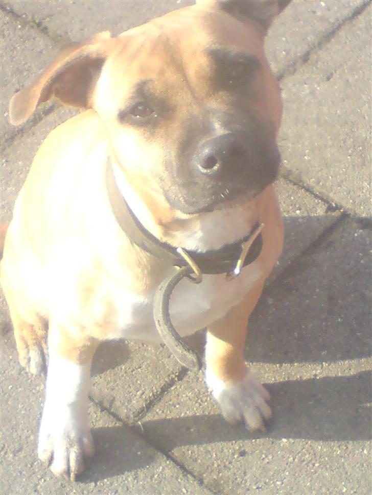 Amerikansk staffordshire terrier Berta billede 13