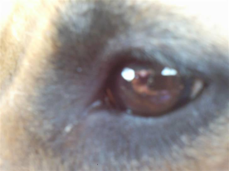 Amerikansk staffordshire terrier Berta billede 14