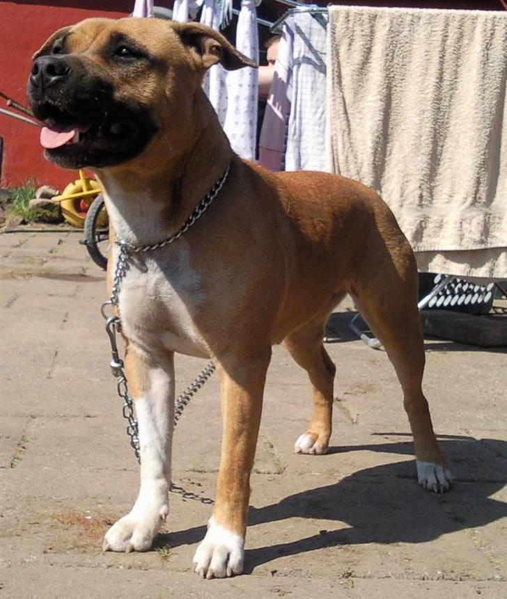Amerikansk staffordshire terrier Berta billede 15