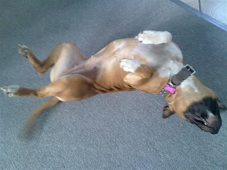 Amerikansk staffordshire terrier Berta billede 16