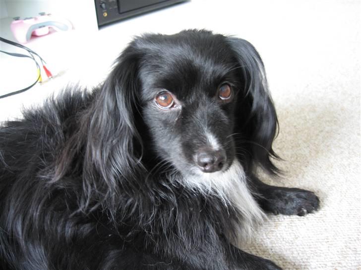 Blanding af racer Delle (¯`•¸·´¯) billede 6