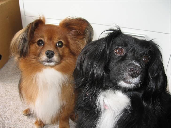 Blanding af racer Delle (¯`•¸·´¯) - Delle og hans bror Bimmer billede 7