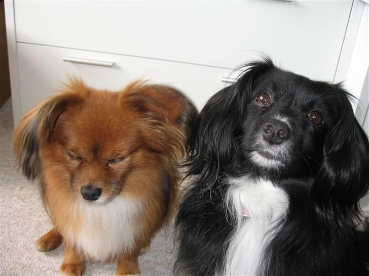 Blanding af racer Delle (¯`•¸·´¯) - ZZZZZ der var der vist en som faldt i søvn ;-p billede 8