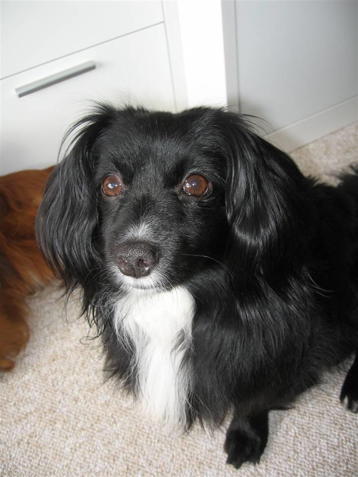 Blanding af racer Delle (¯`•¸·´¯) billede 9