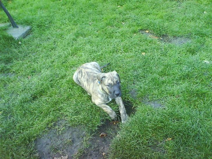 Blanding af racer Csibész - NYT ! 3/10/08 Dejlig afslapning  billede 6