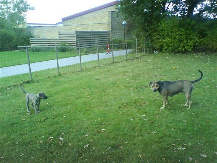 Blanding af racer Csibész - NYT! 3/10/08 Min mor og jeg der leger - det er så dejligt at have en at lege med billede 7