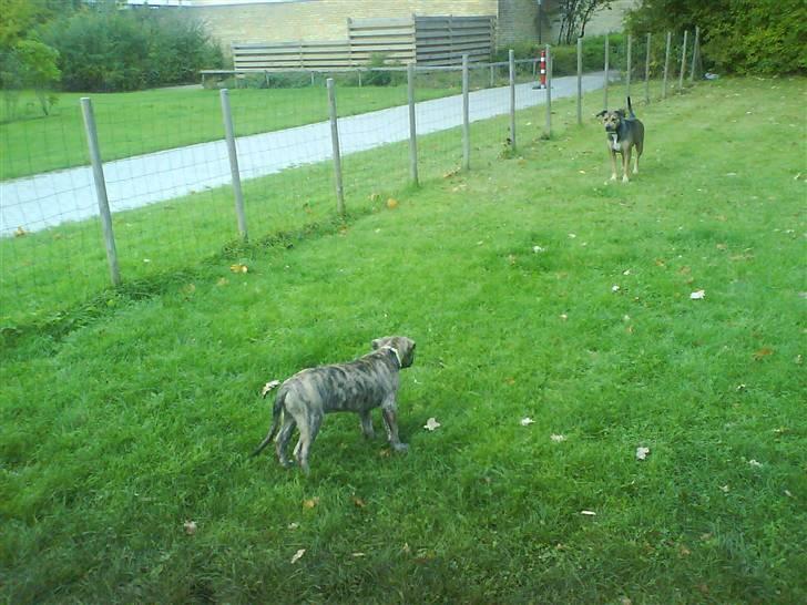 Blanding af racer Csibész - NYT! 3/10/08 Så skal der brændes energi af  billede 8