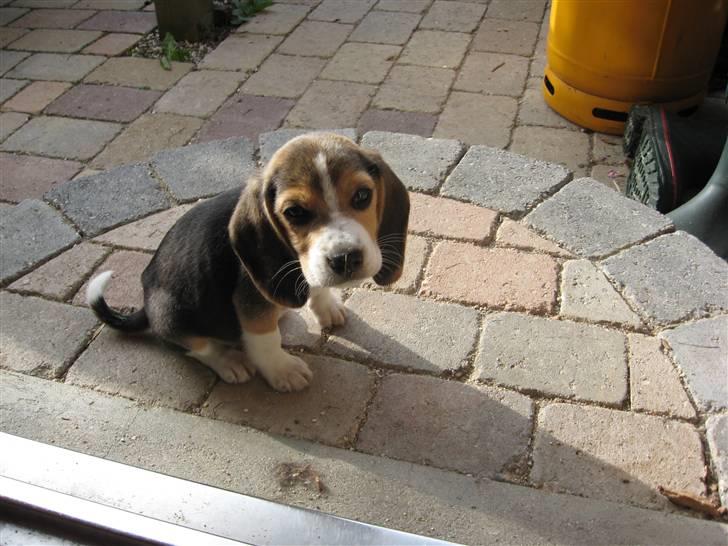 Beagle Futte - En lille Princesse på 8 uger billede 1