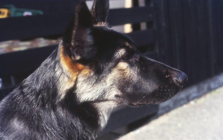 Schæferhund Bonzo *R.I.P* billede 1