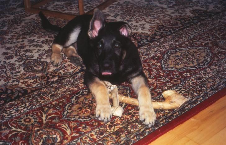 Schæferhund Bonzo *R.I.P* billede 2