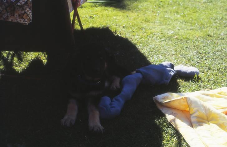 Schæferhund Bonzo *R.I.P* billede 3