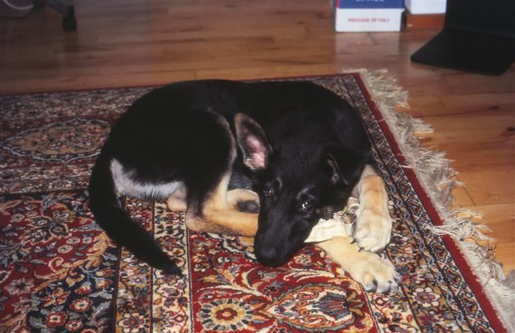 Schæferhund Bonzo *R.I.P* billede 4